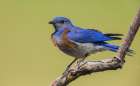 USA-Southern Oregon-Malheur National Wildlife Refuge-western bluebird Art Print